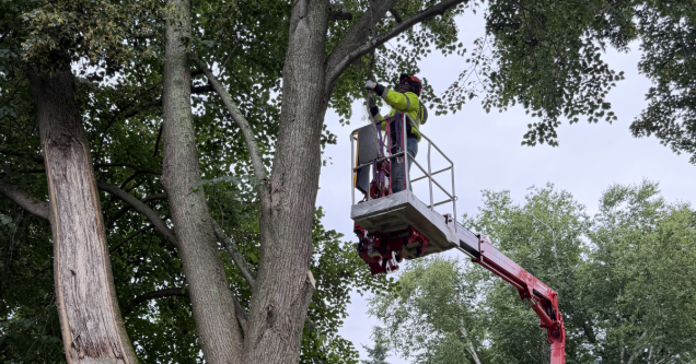 How to Prepare Your Trees for Nor’easter and Storm Season in Southeastern Connecticut