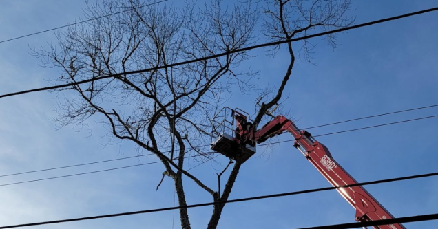 Should I Remove This Tree or Can It Be Saved? A Guide for Ledyard Homeowners