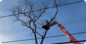 tree removal